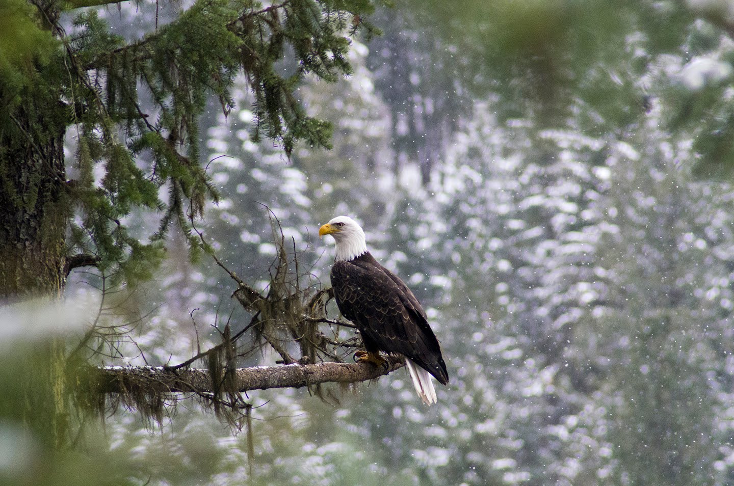 Bald Eagle Watching in Beauty Bay | Lake Coeur d'Alene Blog